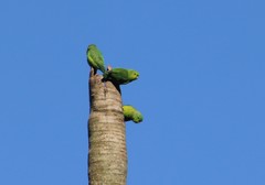 Blue-Winged Parrotlet photo 2