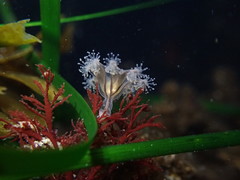 Haliclystus sanjuanensis