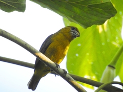 Euphonia chrysopasta