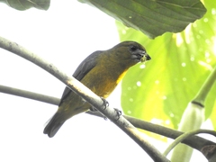 Euphonia chrysopasta