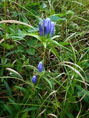 Gentiana linearis