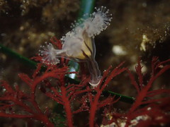 Haliclystus sanjuanensis