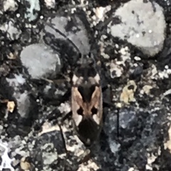 Rhyparochromus vulgaris