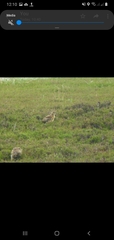 Lagopus lagopus scotica
