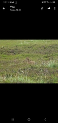Lagopus lagopus scotica