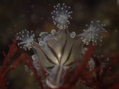 Haliclystus sanjuanensis