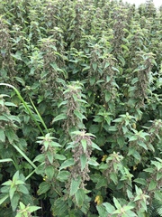 Urtica dioica dioica