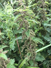 Urtica dioica dioica