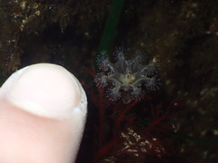 Haliclystus sanjuanensis