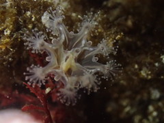 Haliclystus sanjuanensis