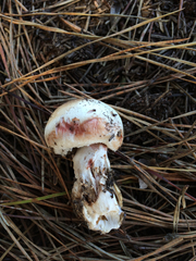 Agaricus benesii