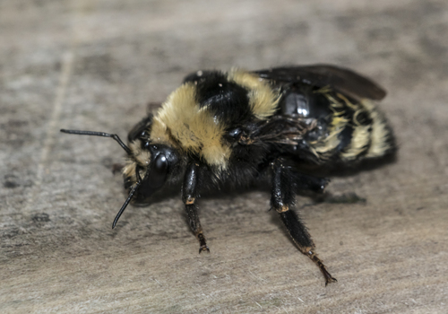 Northern Amber Bumble Bee