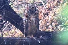 Bubo bengalensis