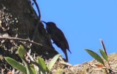 Xiphorhynchus fuscus