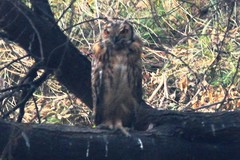 Bubo bengalensis