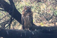 Bubo bengalensis