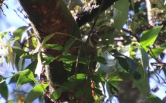 Xiphorhynchus fuscus