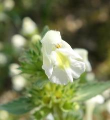 Galeopsis segetum