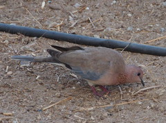 Streptopelia senegalensis