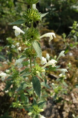 Galeopsis segetum