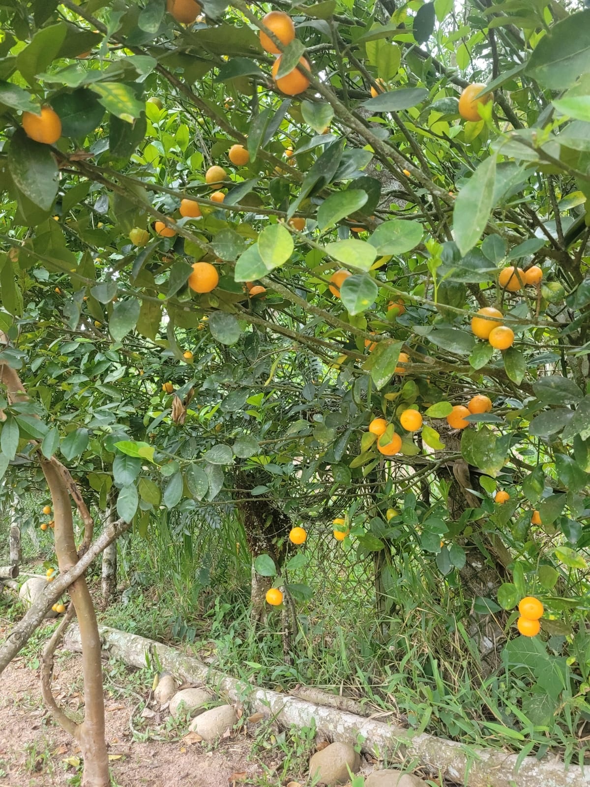 Imagem de limão-cravo