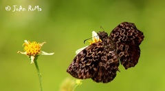 Cycloglypha thrasibulus thrasibulus
