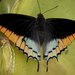 Cream-bordered Charaxes - Photo (c) Séverin Tchibozo, some rights reserved (CC BY-NC), uploaded by Séverin Tchibozo