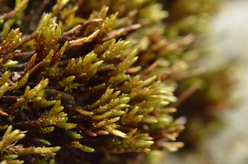Anomobryum concinnatum