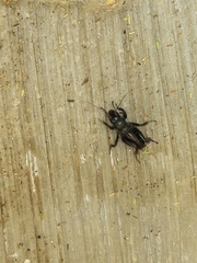 Stenopelmatus minor