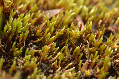 Anomobryum concinnatum observed 2025-04-16