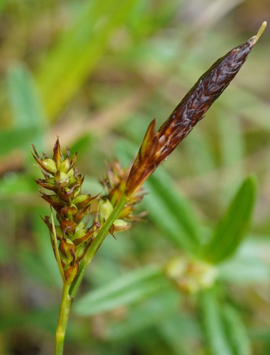 Image of Carex caryophyllea by (c) Patrick Hacker, some rights reserved (CC BY)