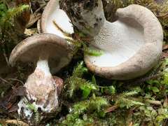 Albatrellaceae