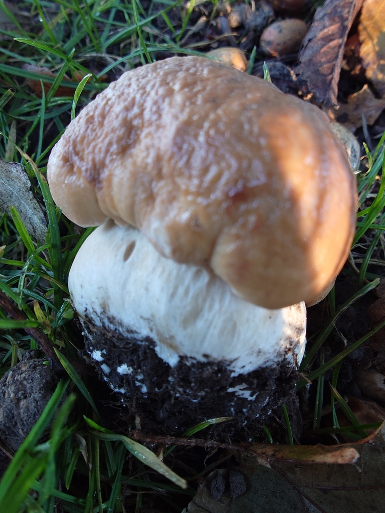 Boletus edulis · April 2025 · photo: © bythepark (iNaturalist, cc-by-nc)