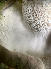 Albatrellaceae