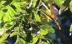 Hemithraupis ruficapilla