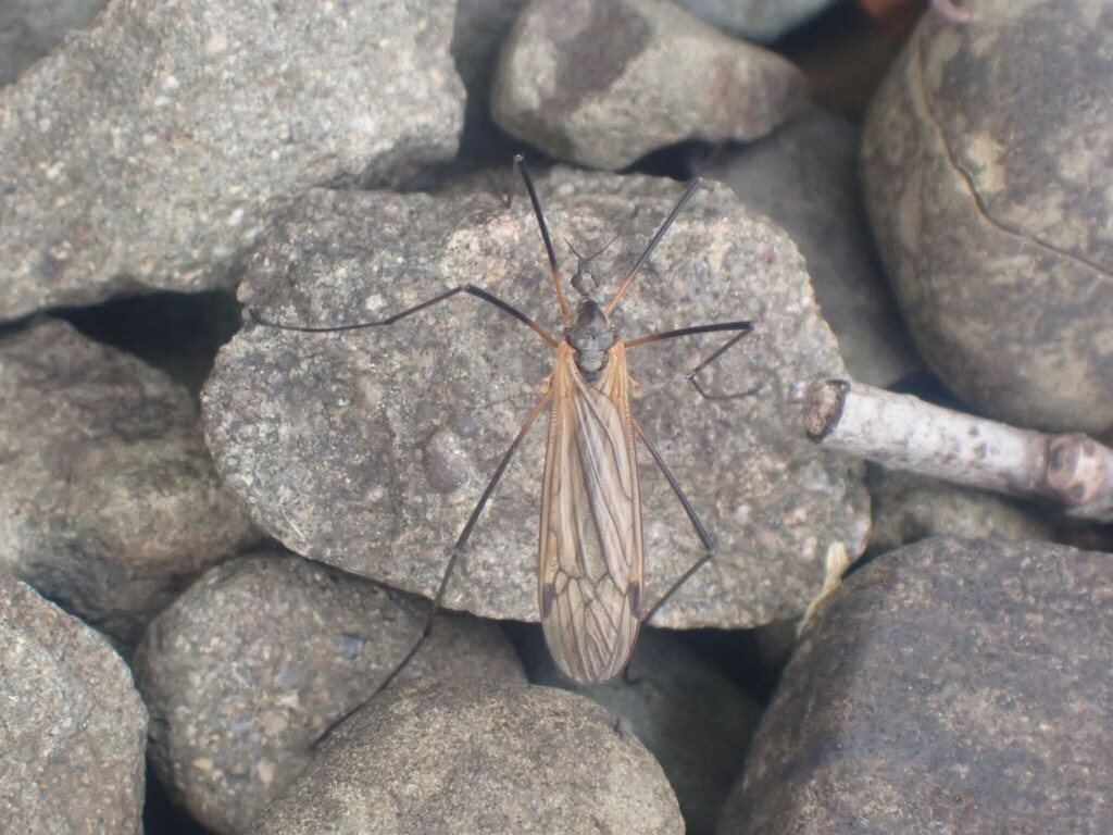 Euphylidorea meigenii