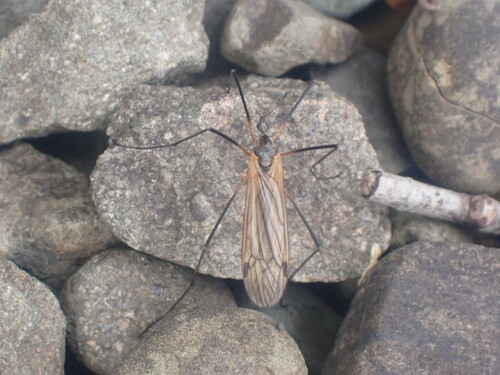 Euphylidorea meigenii