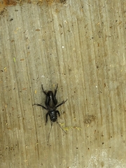 Stenopelmatus minor