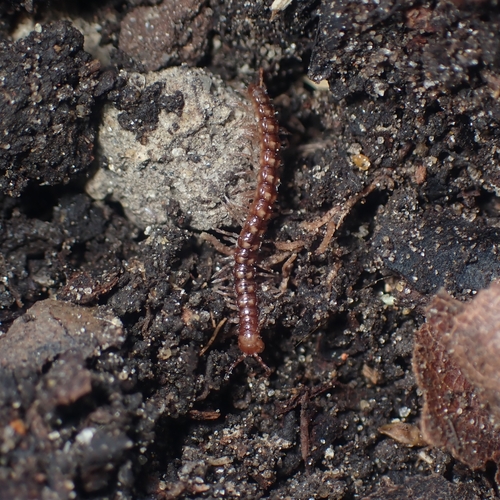 Stosatea italica