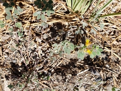 Acmispon brachycarpus
