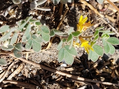 Acmispon brachycarpus