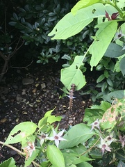 Plathemis lydia