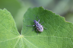 Pantomorus albosignatus