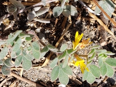 Acmispon brachycarpus