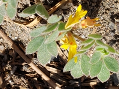 Acmispon brachycarpus