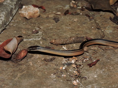 Coniophanes schmidti