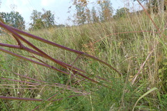 Peucedanum officinale