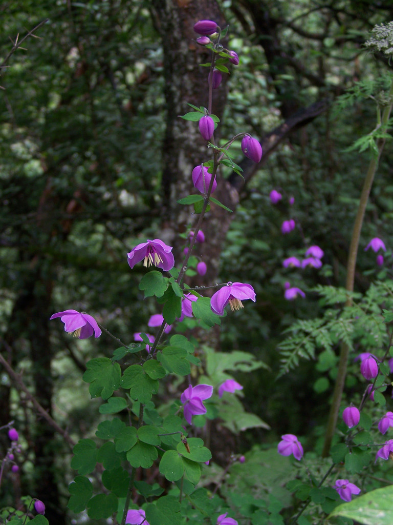 Purple Meadow Rue