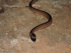 Coniophanes schmidti