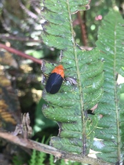 Sphenorhina rhodopepla